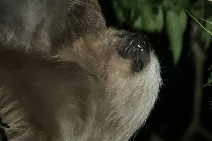 two-toed sloth
Monteverde night tours